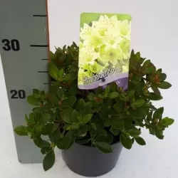 Rhododendron fortunei SHAMROCK