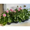 Juostotoji pelargonija - Pelargonium zonale F1