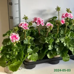 Juostotoji pelargonija - Pelargonium zonale F1