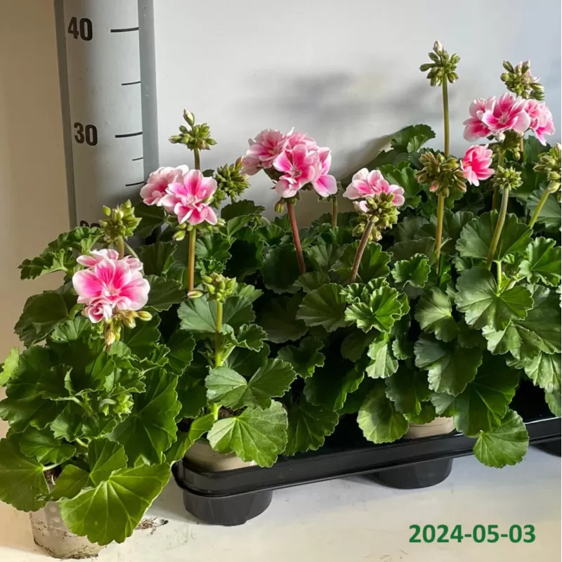 Juostotoji pelargonija - Pelargonium zonale F1