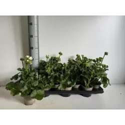 Pelargonium zonale F1 white