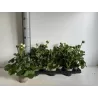 Pelargonium zonale F1 white