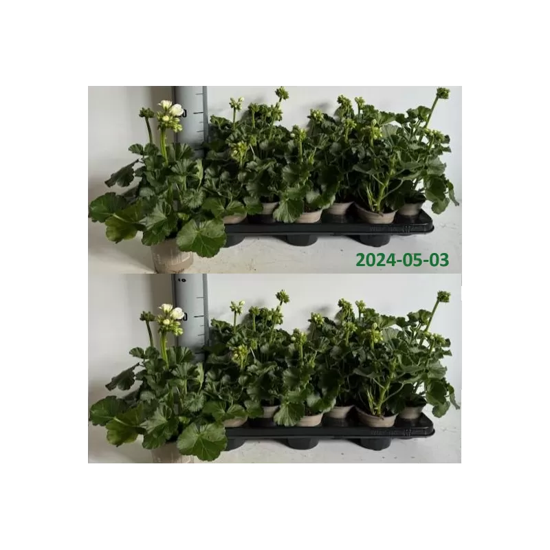 Pelargonium zonale F1 white