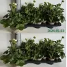 Pelargonium zonale F1 white