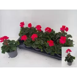 Pelargonium zonale SAVANNAH BLUE