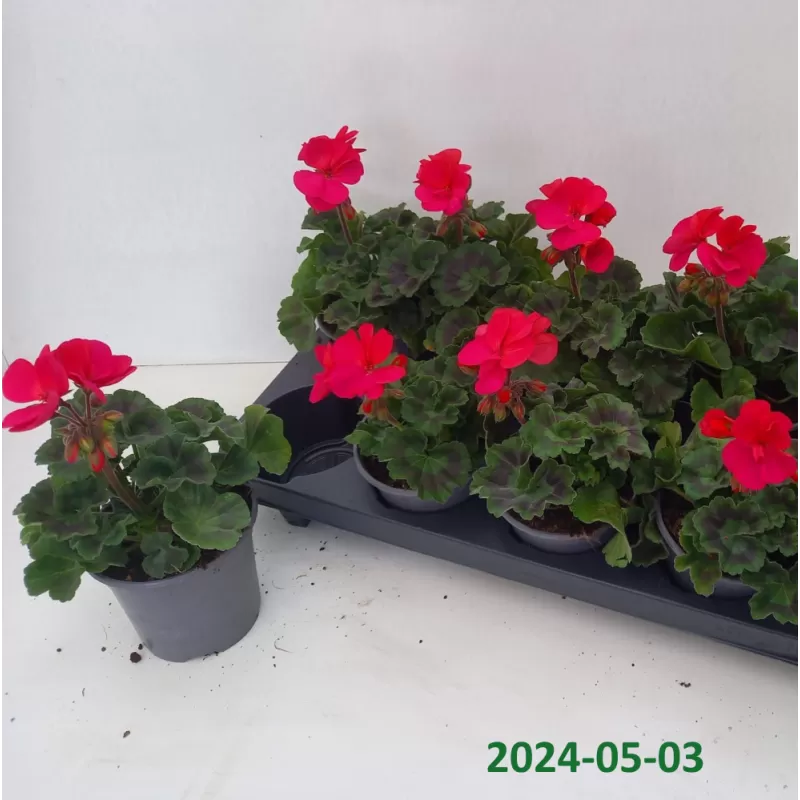 Juostotoji pelargonija - Pelargonium zonale SAVANNAH BLUE