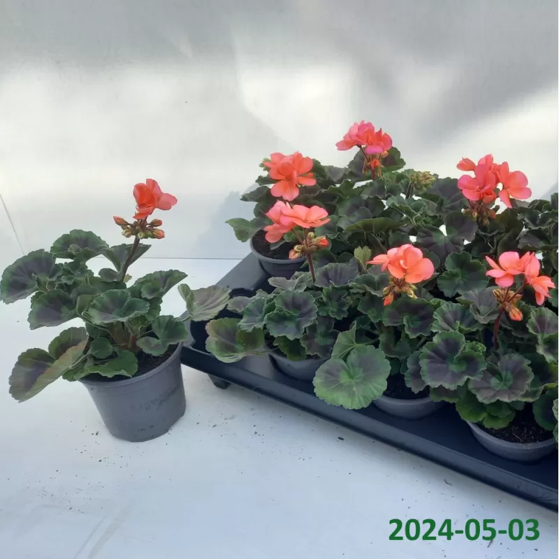 Pelargonium zonale SAVANNAH PUNCH