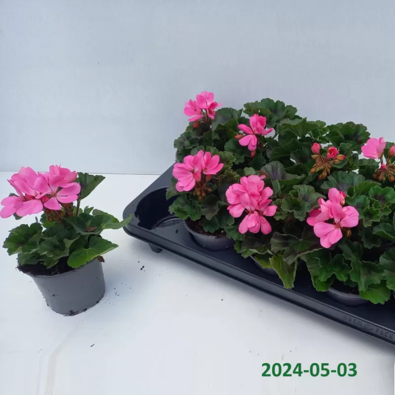  Pelargonium zonale SAVANNAH PINK