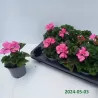 Juostotoji pelargonija - Pelargonium zonale SAVANNAH PINK