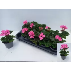 Juostotoji pelargonija - Pelargonium zonale SAVANNAH PINK