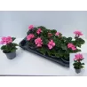  Pelargonium zonale SAVANNAH PINK