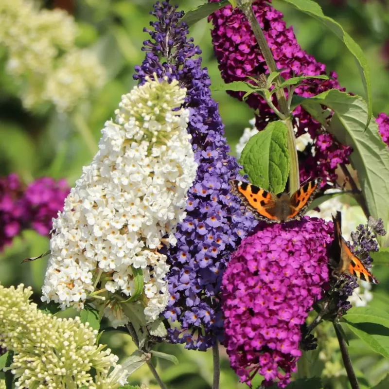 Davido budlėja - Buddleja davidii TRICOLOR