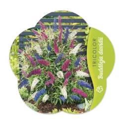 Davido budlėja - Buddleja davidii TRICOLOR