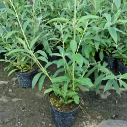 Davido budlėja - Buddleja davidii TRICOLOR