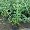 Davido budlėja - Buddleja davidii TRICOLOR