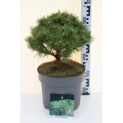 Kalninė pušis - Pinus mugo BENJAMIN
