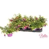Fuchsija - Fuchsia Bella Fuchsia Olivia