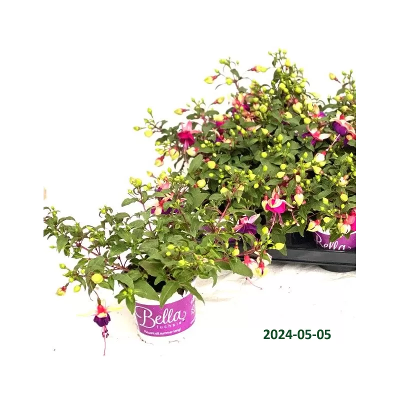 Fuchsija - Fuchsia Bella Fuchsia Olivia