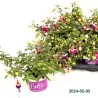 Fuchsija - Fuchsia Bella Fuchsia Olivia