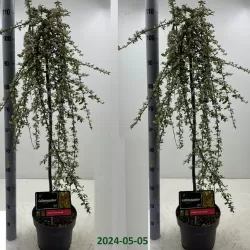 Kaulenis - Cotoneaster sueccicus CORAL BEAUTY
