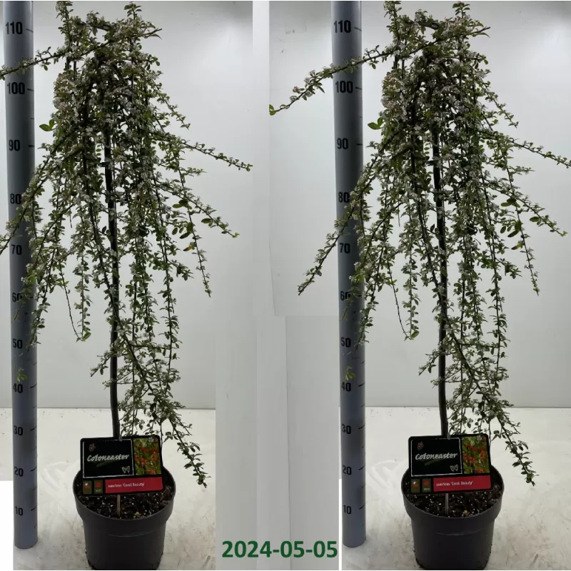 Cotoneaster sueccicus CORAL BEAUTY
