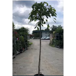 Ulmus glabra Camperdownii