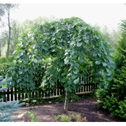 Ulmus glabra Camperdownii