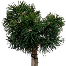 Kalninė pušis - Pinus mugo GREEN PEARL