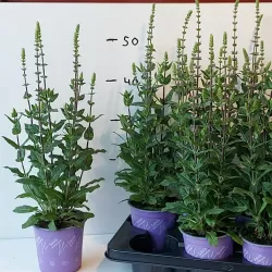 Gojinis šalavijas - Salvia nemorosa OSTFRIESLAND
