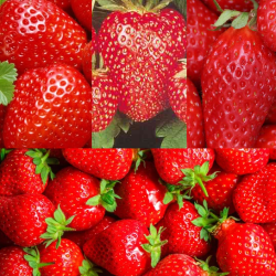 All season strawberry garden - MAXI x34