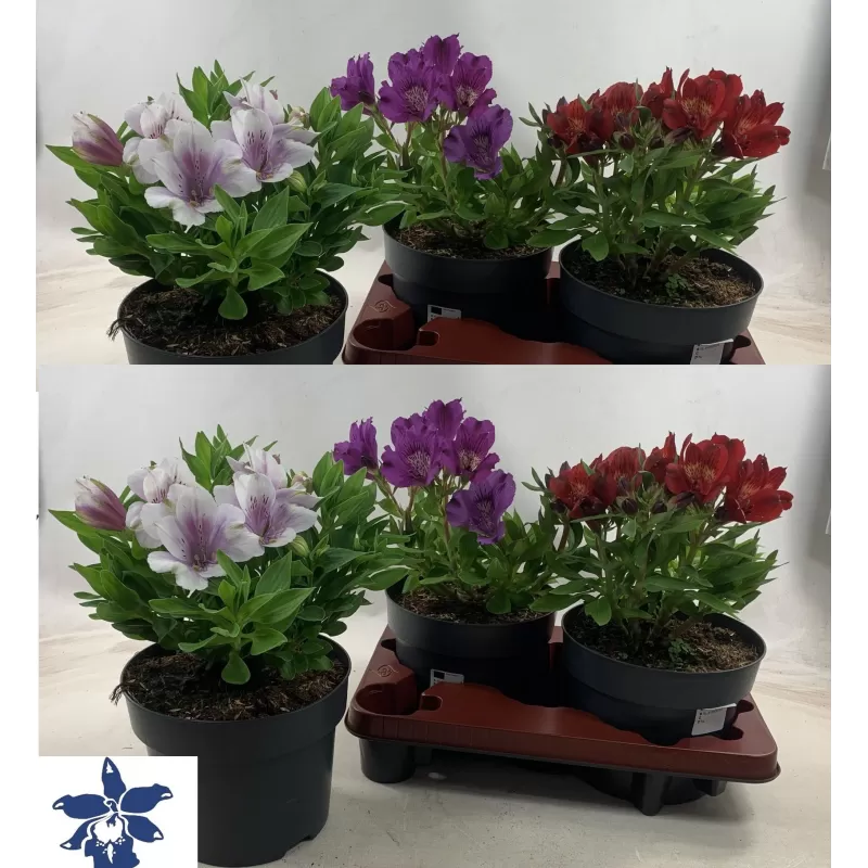 Alstroemeria MIX