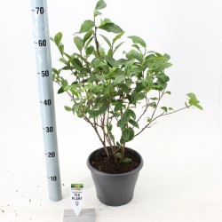 Kininis (tikrasis) arbatmedis - Camellia sinensis