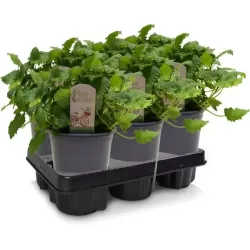 Vaistinė melisa - Melissa officinalis 14Ø 25cm