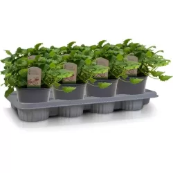 Vaistinė melisa - Melissa officinalis 14Ø 25cm