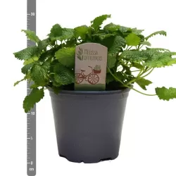 Vaistinė melisa - Melissa officinalis 14Ø 25cm
