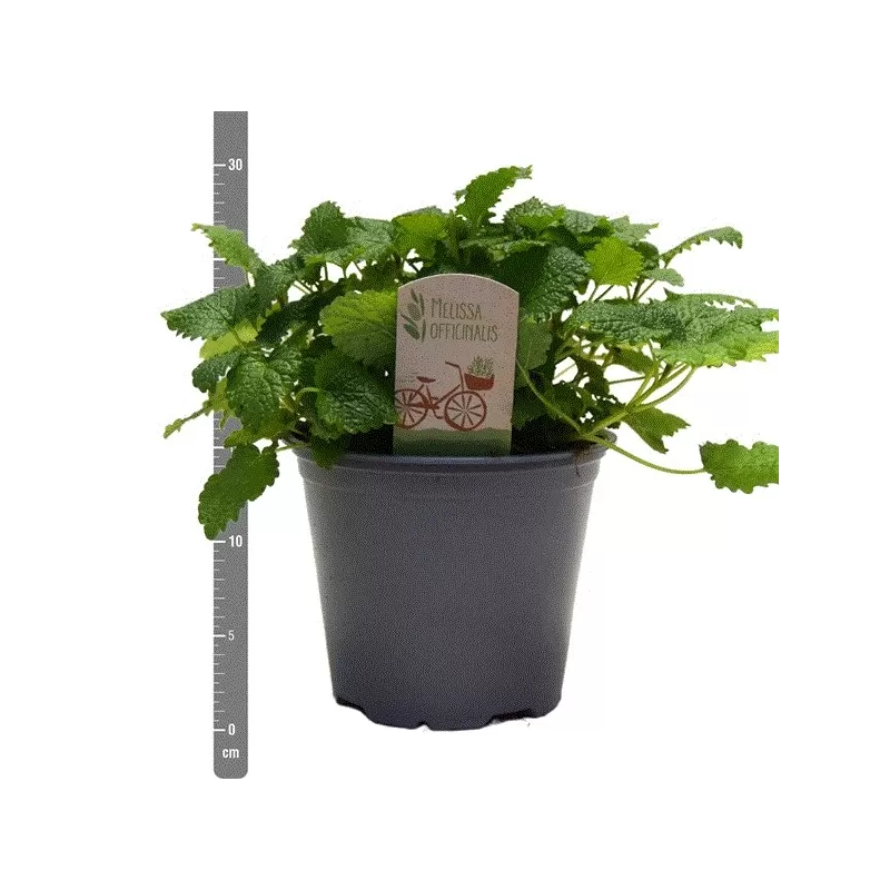 Vaistinė melisa - Melissa officinalis 14Ø 25cm