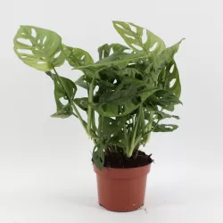 Adansono monstera - Monstera adansonii MONKEY LEAF