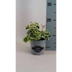 Pelargonium zonale FRANK HEADLY