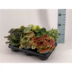Juostotoji pelargonija - Pelargonium zonale bonte MIX