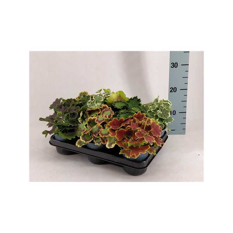Juostotoji pelargonija - Pelargonium zonale bonte MIX