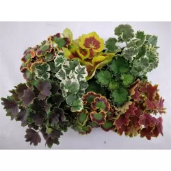 Juostotoji pelargonija - Pelargonium zonale bonte MIX