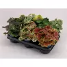 Juostotoji pelargonija - Pelargonium zonale bonte MIX