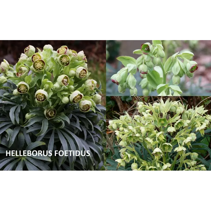 Helleborus foetidus