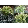 Čėras (eleboras) - Helleborus foetidus