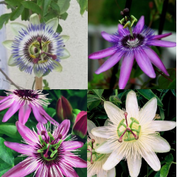 Passiflora collection