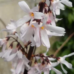 Ankstyvasis baltvas - Abeliophyllum distichum ROSEUM