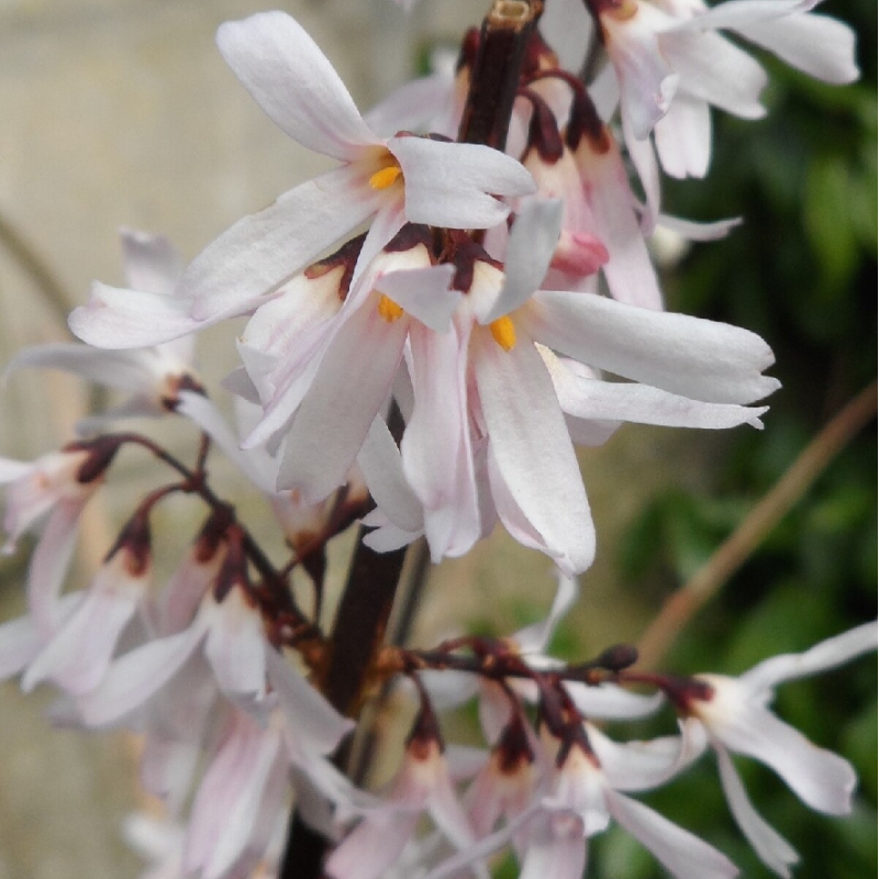 Abeliophyllum distichum ROSEUM