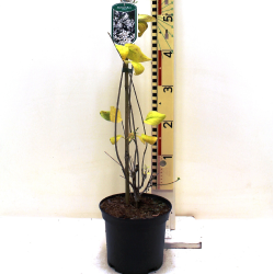 Abeliophyllum distichum ROSEUM
