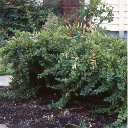 Abeliophyllum distichum ROSEUM