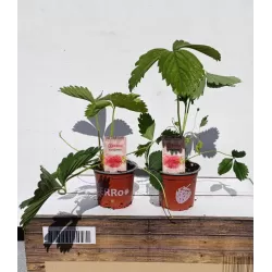 Strawberry - Fragaria x ananassa GARIGUETTE (LABAI ANKSTYVA)